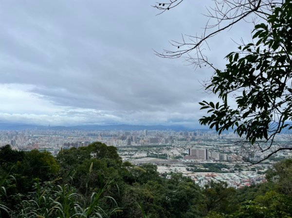 楓樹河濱公園紫色蒜香藤&泰山健行1532333