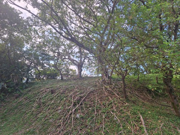 蘇澳砲台山11507183117185