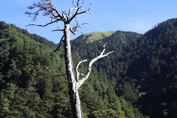 合歡溪步道健行174464