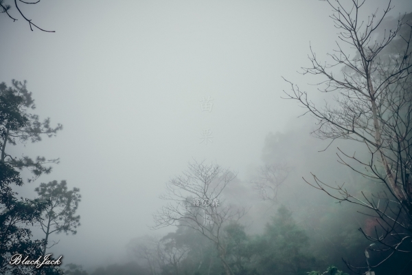三義霧の森260939