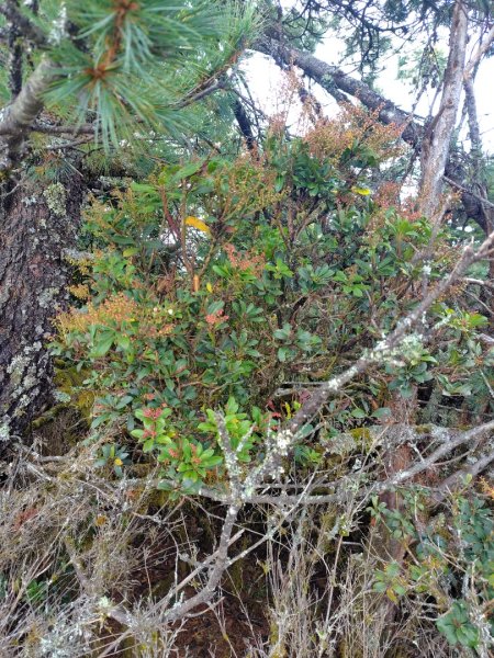 巒安堂、西巒大山2931659