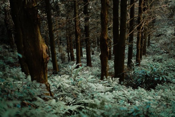 帶媽媽爬長壽山2669503