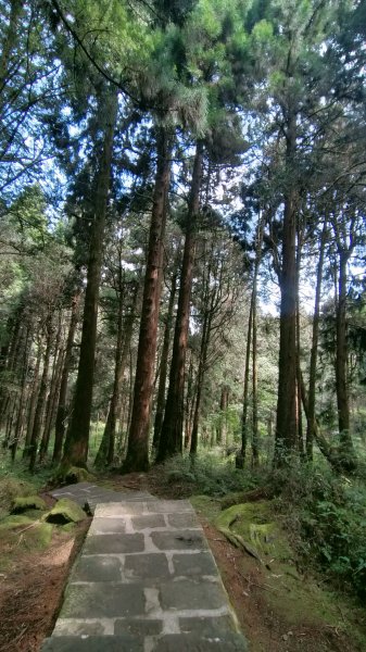 阿里山國家森林公園2104543