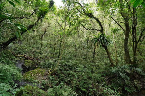 新北 烏來 大桶山、火燒樟山2728797