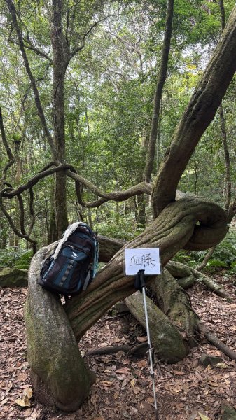 鵝黃色的優雅2960203