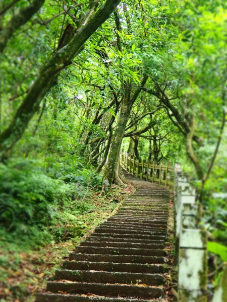《新北》草原牛群｜貢寮桃源谷步道(內寮線)201805172887804