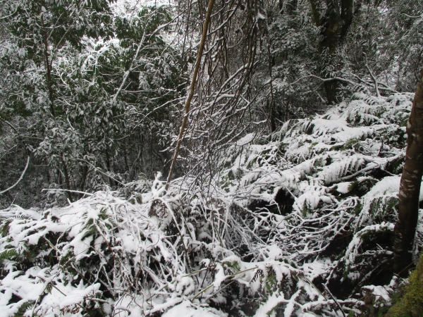 拉拉山之雪263039