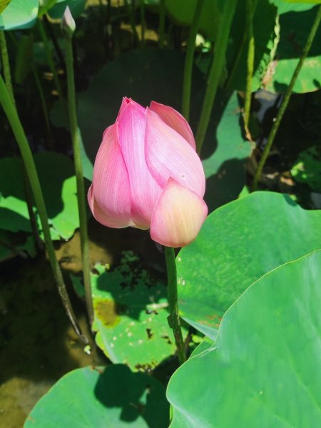中坑荷花楓樹稻田3078844