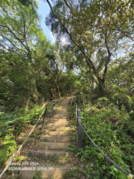 2026-03-08微笑山線：【大棟山系】百年大榕樹段3011681