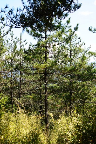 武法奈尾山天巒池872485