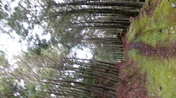 雙龍林道上巒安堂西巒大山1778683