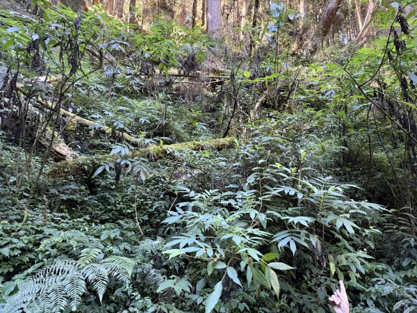 1141122特富野古道2995419