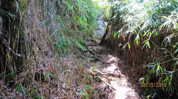 完美 加里山 ~ 香凝綠釀 清馨幽遠 ...489774