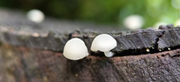 2025/07/13_二層坪古道O型未完成2835742