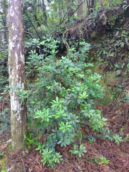 橫沙笛/橫嶺山、沙蓮山、笛吹山2799260