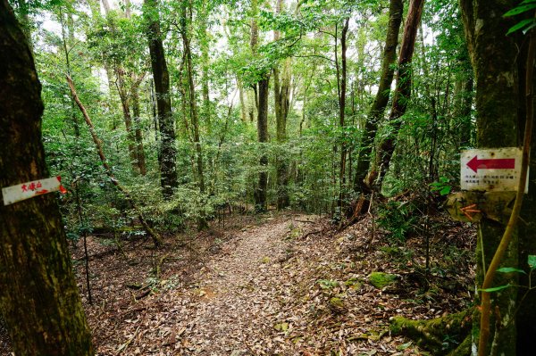 臺中 和平 大崠山、長壽山、醜崠山3028324