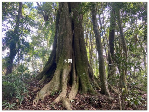 南東眼山 新基石 (南投、仁愛)2844771