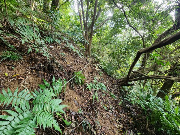 20241215富浪波山鹹菜棚街與打牛崎步道2691620