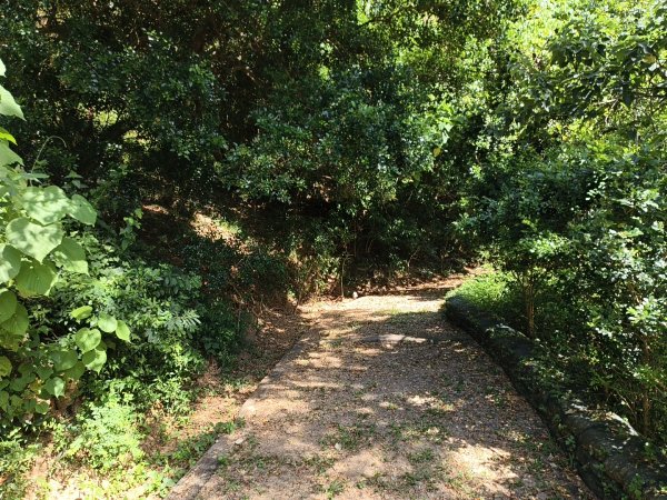 [漫遊縱谷 愛在花東-01/10] 2025_1011 大武觀海步道2912914