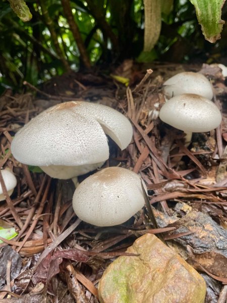 烏來加九寮溪-卡拉莫基清幽小秘境/釣魚💙2617246