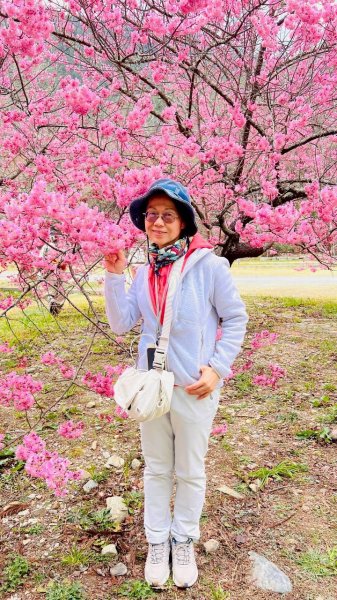 🌈2026.02.14+17武陵櫻花季✨FB：熊熊趴爬走🌈3004315