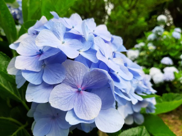 繡球花田繽紛多彩。雲霧飄緲群山間989447