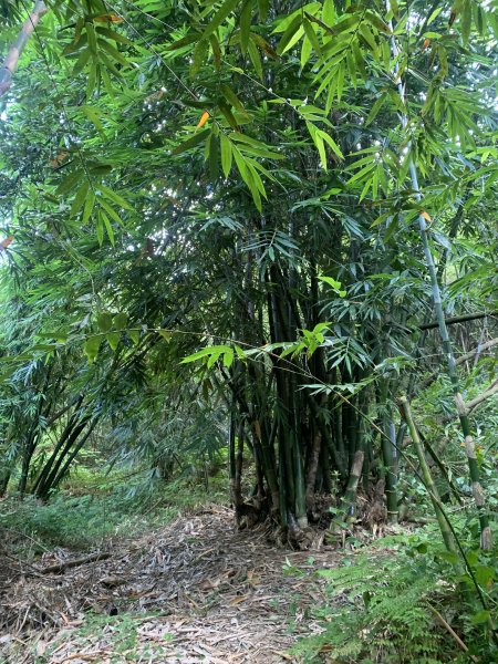 20250929台南草坪埔山-牛息山-竹腳湖山西北峰2899774