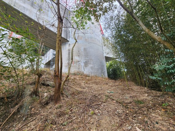 20260201雞冠山與黃麻園山(苗栗縣大湖鄉)3004219