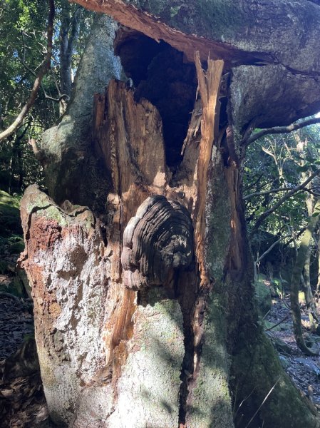 加里山隘勇線2913123