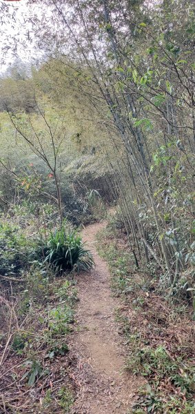 2025-01-19孝子路步道、大巃頂2694255