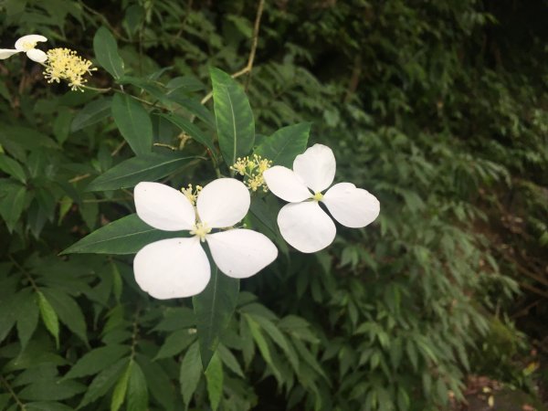 楓樹湖古道-十八彎古道577809