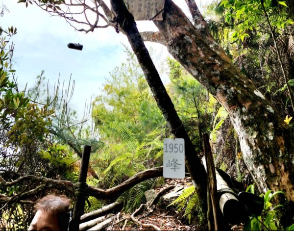 【中級山縱走】最美中級山，鳶嘴西稜縱走（鳶嘴山，醜崠山，長壽山）2741379