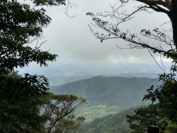 北德拉曼巨木步道410461