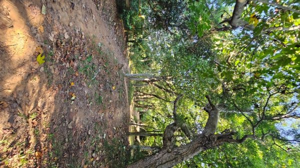 【誰是本尊？誰又是分身？】解鎖第53座小百岳#038鐵砧山2903843