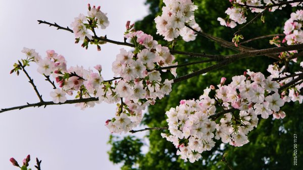 2/20 #天元宮 #墨染櫻(香水櫻)  #楓樹湖 #木蘭花(辛夷)2716242