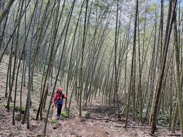 金面山-202503192770600