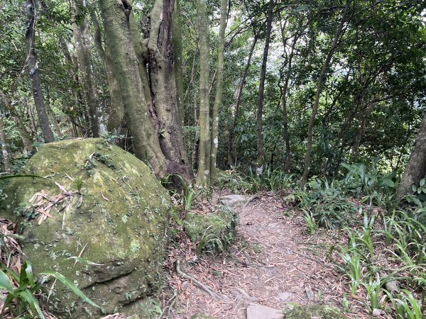 [微笑山線_第五段] 2025_0705 天上山系_南勢角山2830446