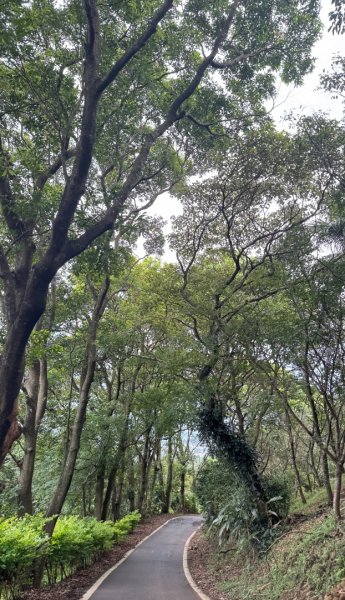 桃園五酒桶步道走南崁山-五酒桶山-山鼻山-獅仔頭山2848133