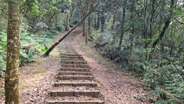 20240308汐止大尖山步道-四分尾山-耳空龜山2448645