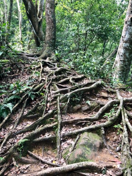 三峽雲森瀑布386461