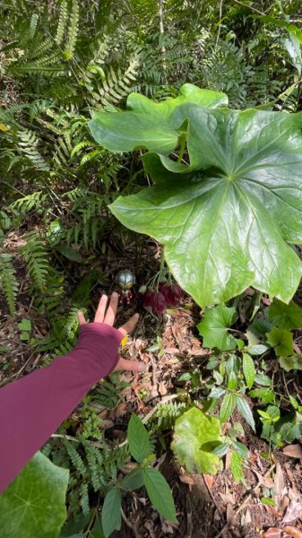 大屯西南稜-上大屯尋找八角蓮採野🥬-貴子坑連走六峰2756154