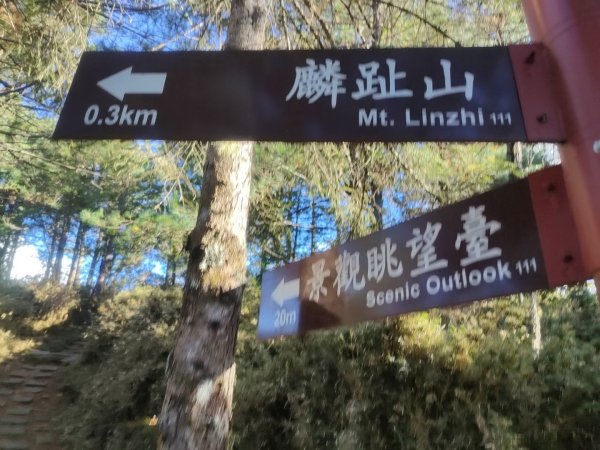 1141116麟趾山3098569