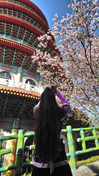 淡水天元宮賞櫻-三芝千手觀音如來2718443