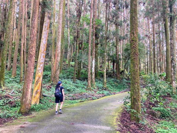 阿里山頂湖步道2625741