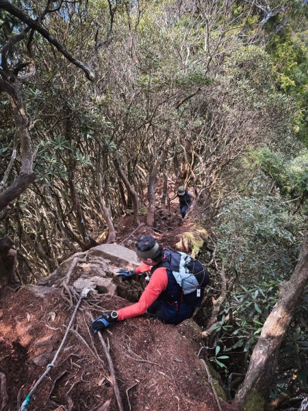 高島P型縱走-夢幻的杉林營地3012452
