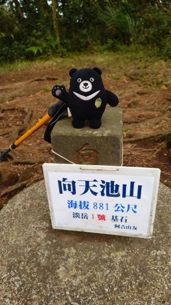 20260125 陽明山前後山健行(無極天元宮~山仔頂步道.向天池.向天山.面天山.二子坪)2997980