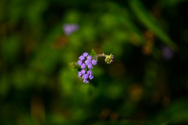 2025_0628 溪瀧步道2824980