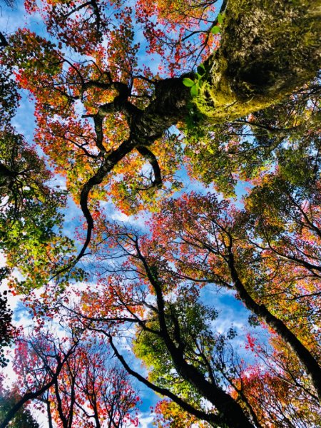 1091220稍來山主峰.南峰