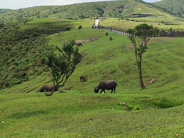 臺北大縱走第三段：小油坑至風櫃口2817671