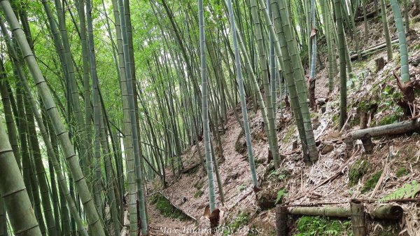 《台中》優美稜線｜橫嶺山自然步道（大雪山社區南登山口）202505312800147